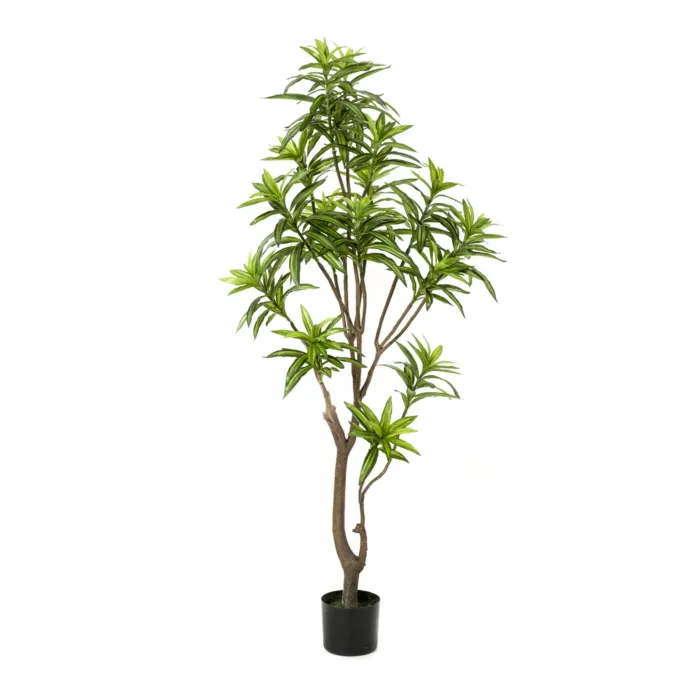 biezen-3707797