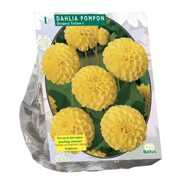 biezen-3726782