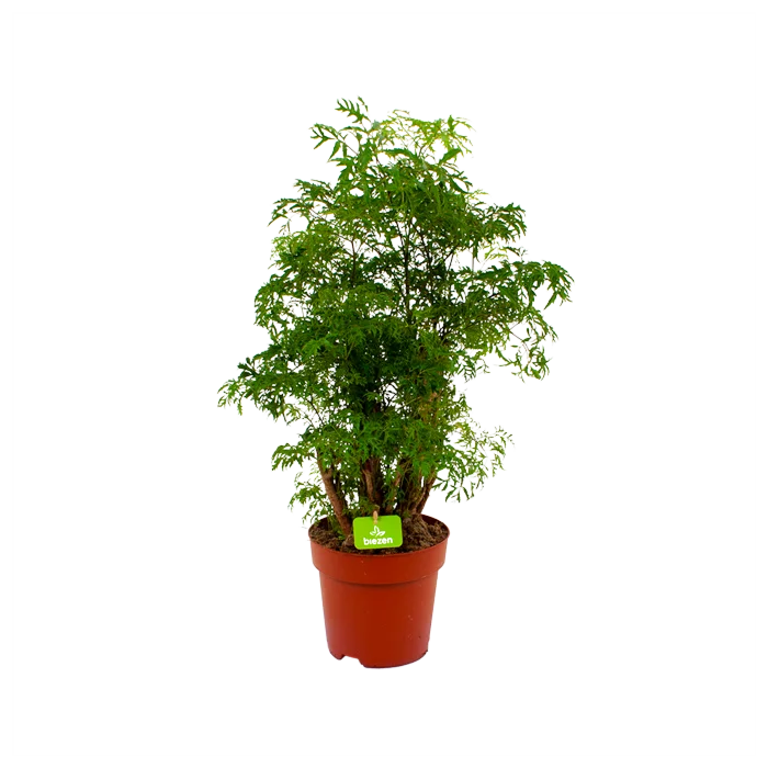 biezen-3767506