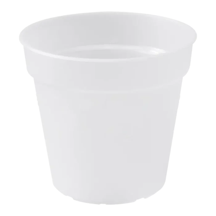 biezen-3793477