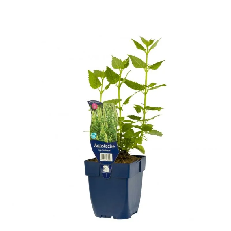 gartencenterleurs-3519611
