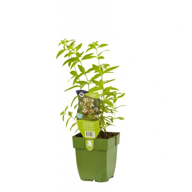 gartencenterleurs-3536725