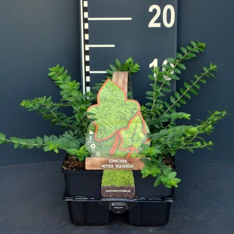 gartencenterleurs-3550590