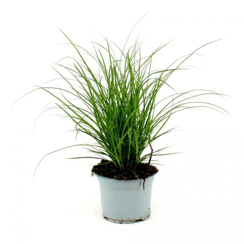 gartencenterleurs-3552686