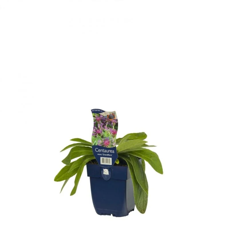 gartencenterleurs-3554260