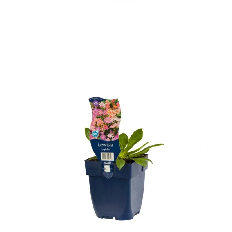 gartencenterleurs-3554329