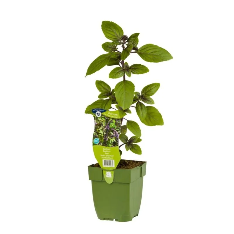 gartencenterleurs-3554442