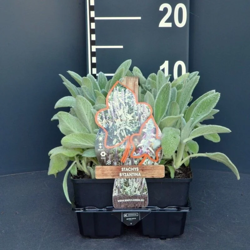 gartencenterleurs-3554556