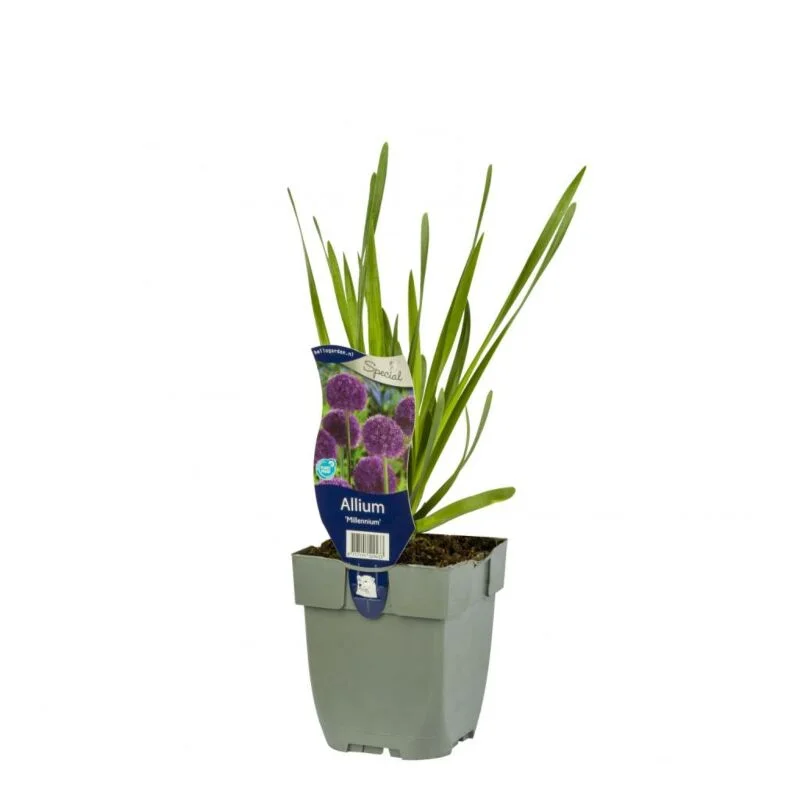 gartencenterleurs-3554619