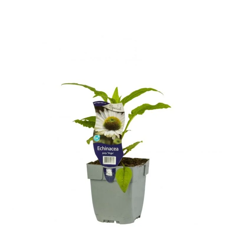 gartencenterleurs-3736443