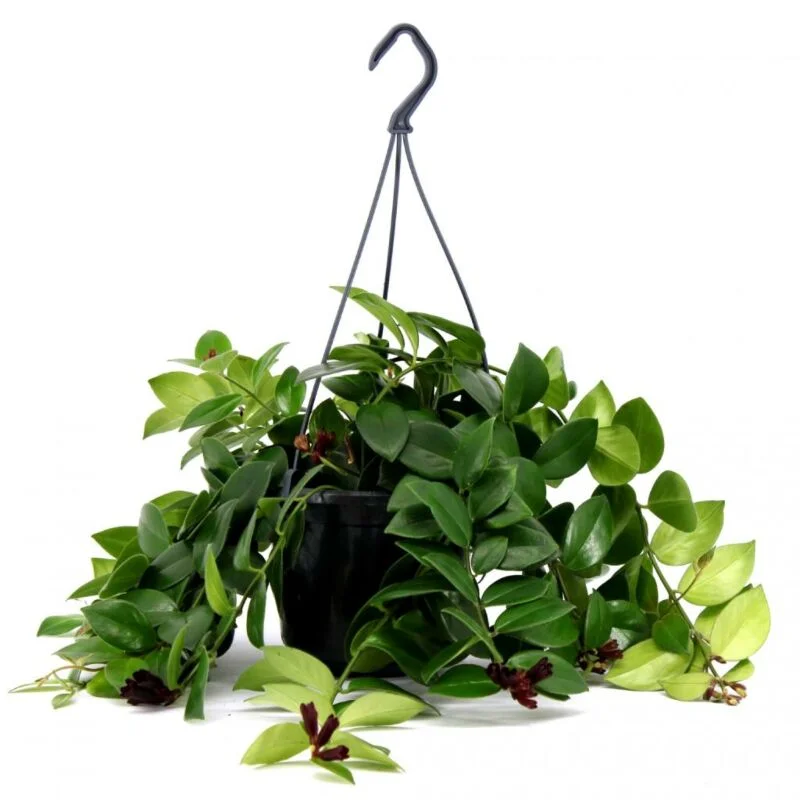 gartencenterleurs-3825779