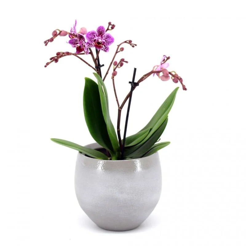 gartencenterleurs-3825879