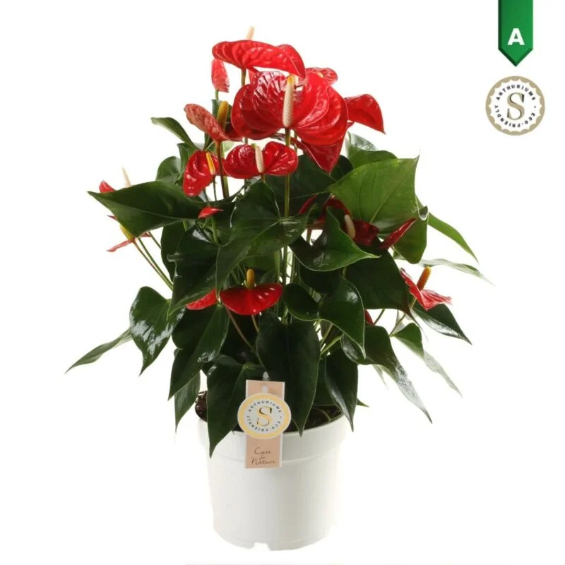 gartencenterleurs-3825899