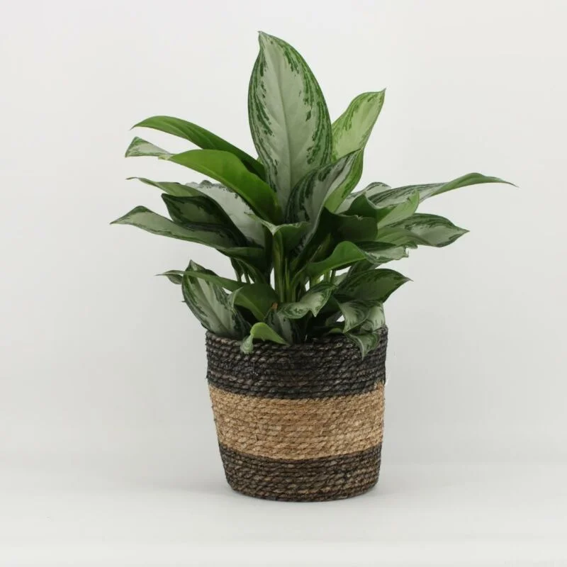 gartencenterleurs-3825938
