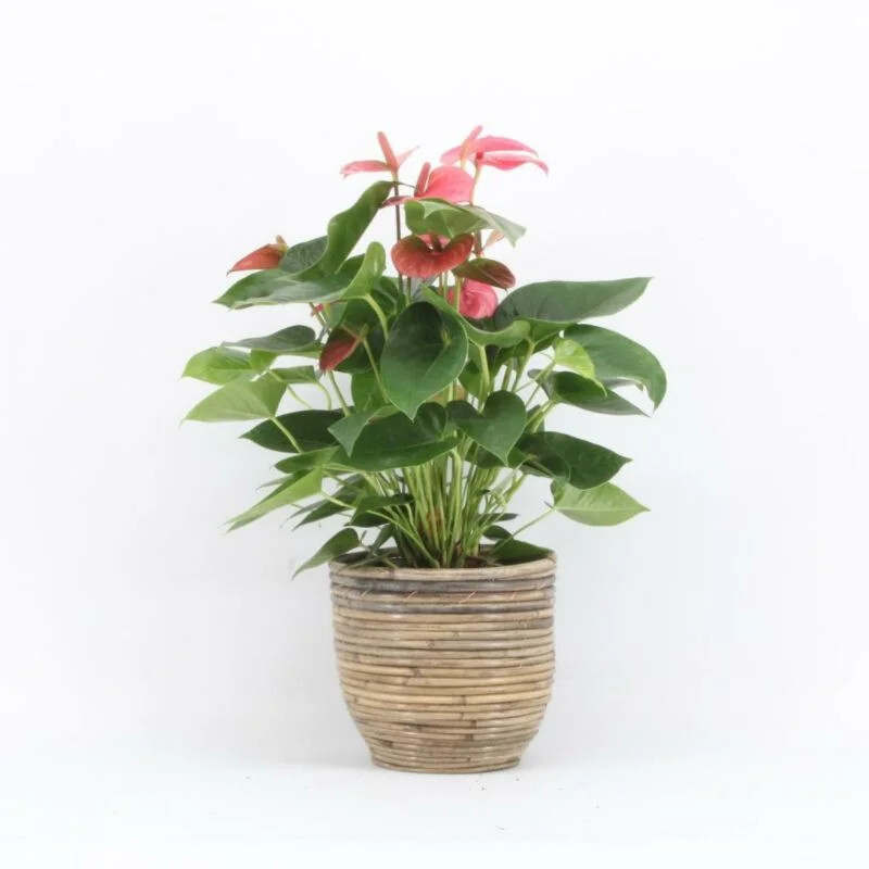 gartencenterleurs-3826014