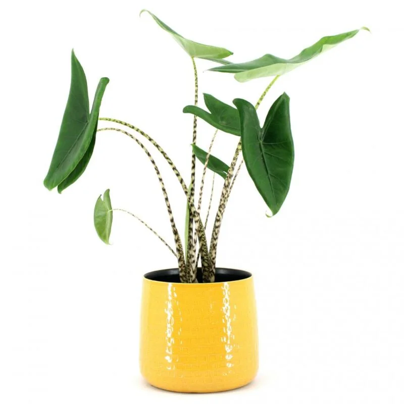 gartencenterleurs-3826016