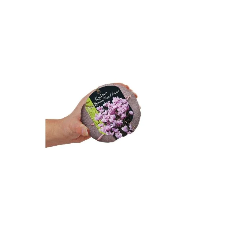 gartencenterleurs-3843195