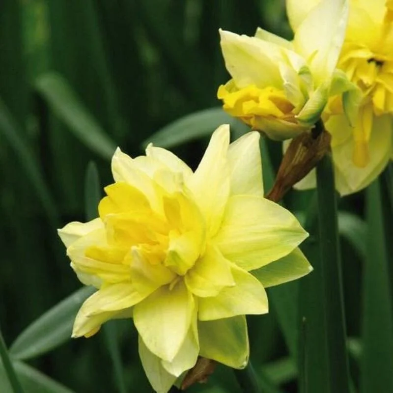 gartencenterleurs-3843263