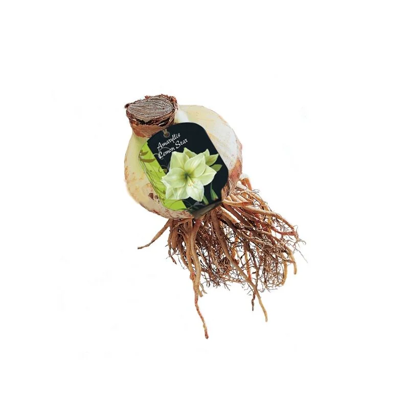 gartencenterleurs-3843303