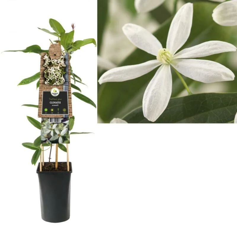 gartencenterleurs-3843403