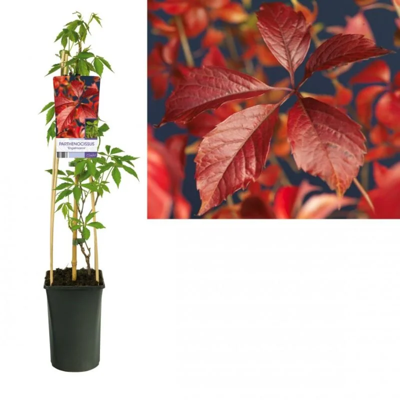 gartencenterleurs-3843443