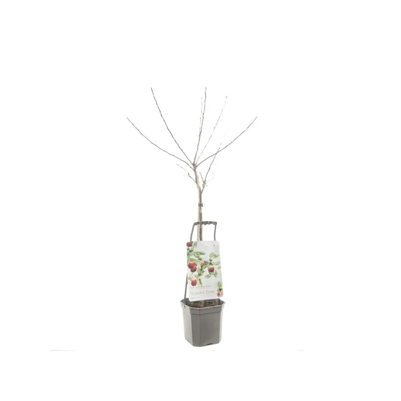 gartencenterleurs-3843485
