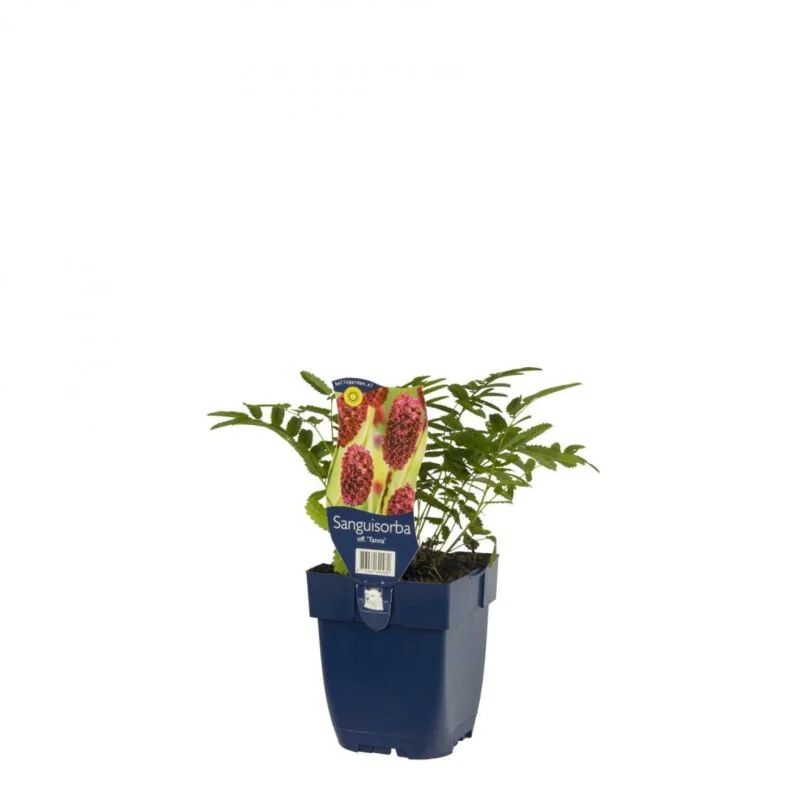 gartencenterleurs-3847856