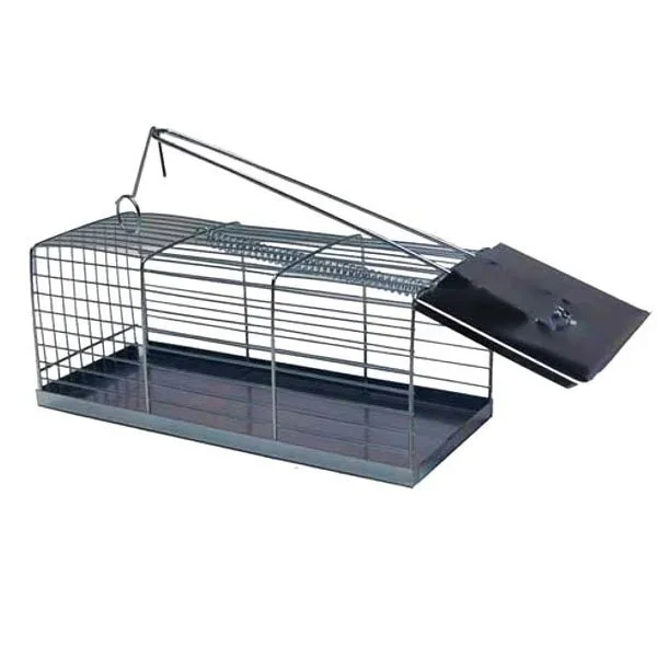 kiwistore-3540788