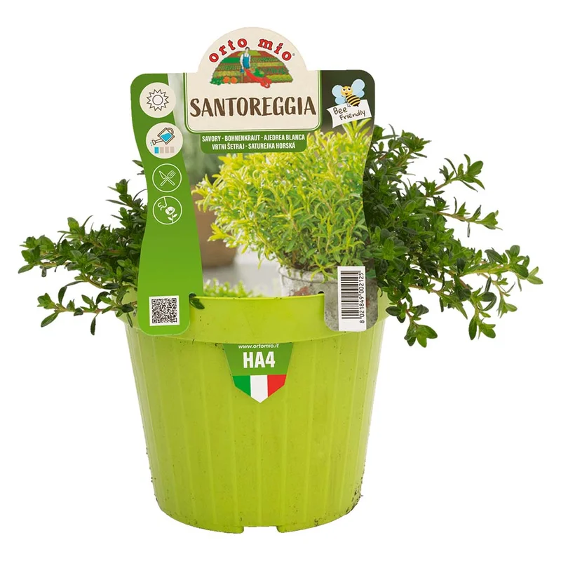 peragashop13570688