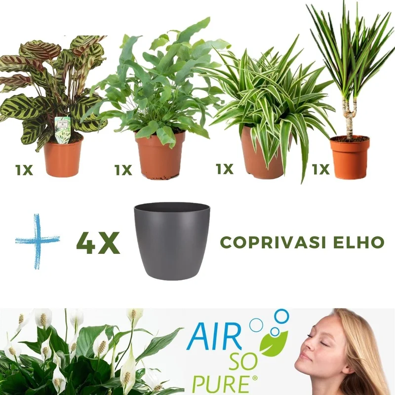 peragashop23472712