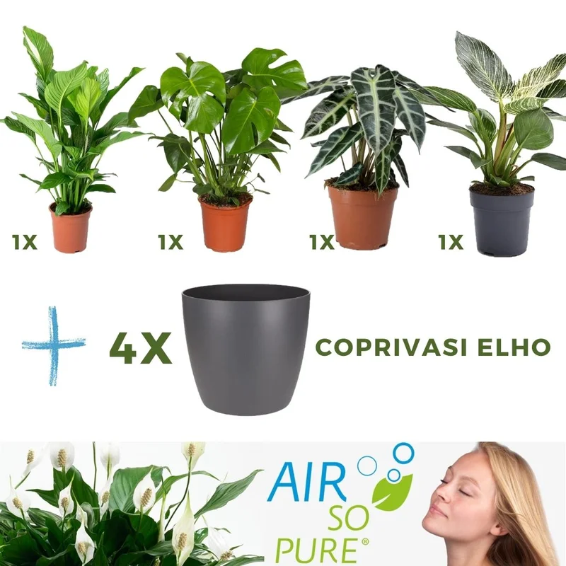peragashop23472724