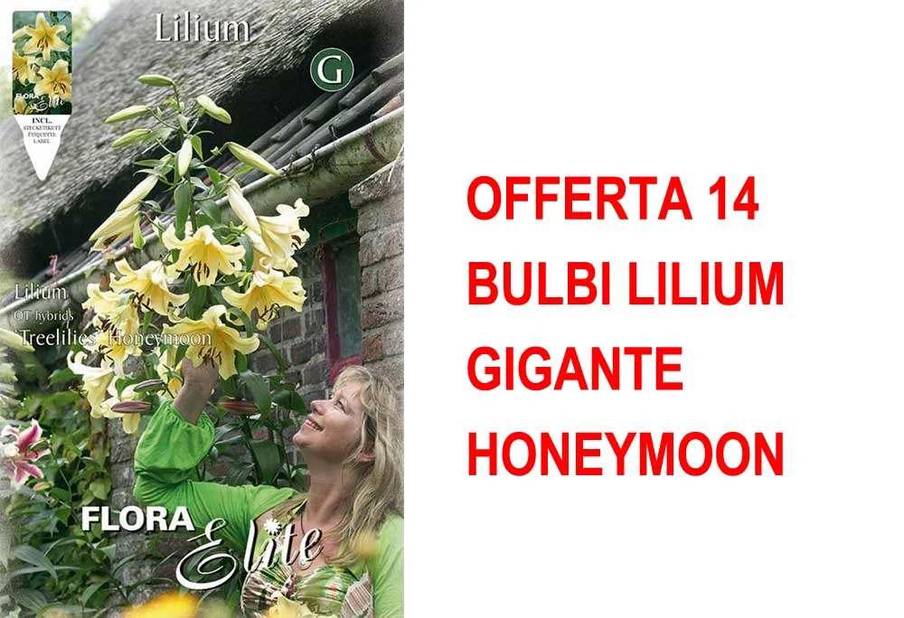 peragashop23489993