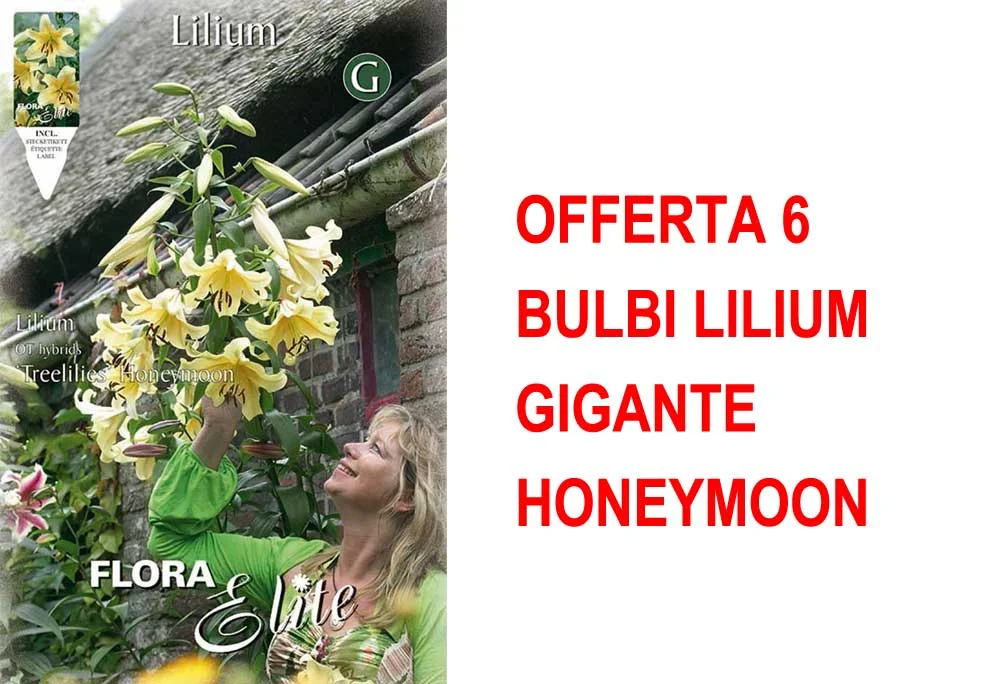 peragashop23489999