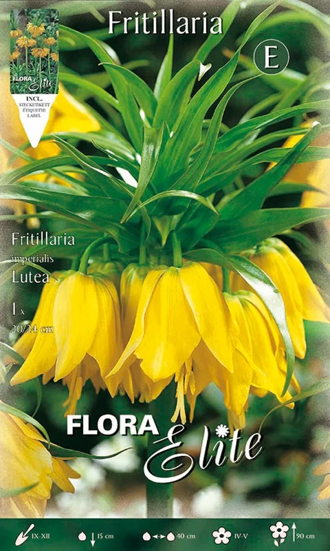 peragashop23580011