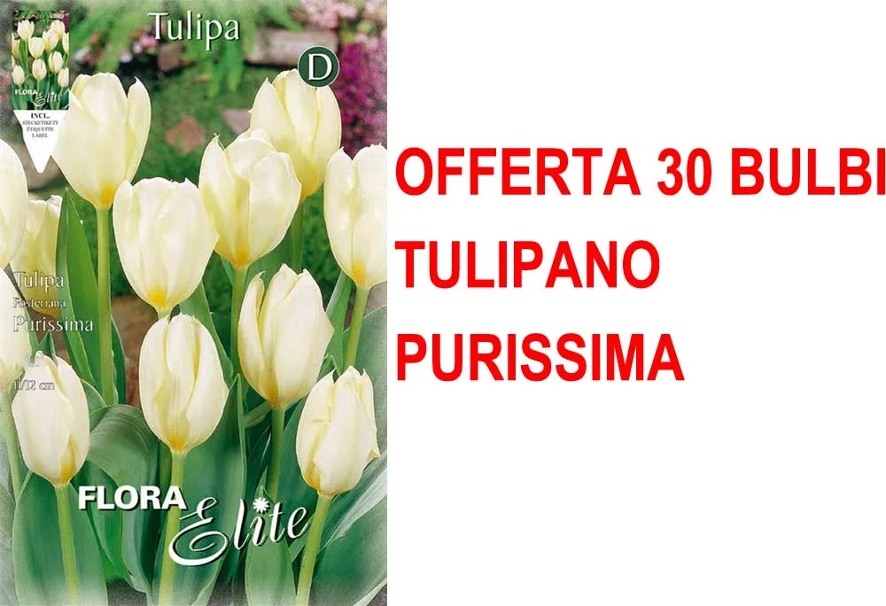 peragashop23581188