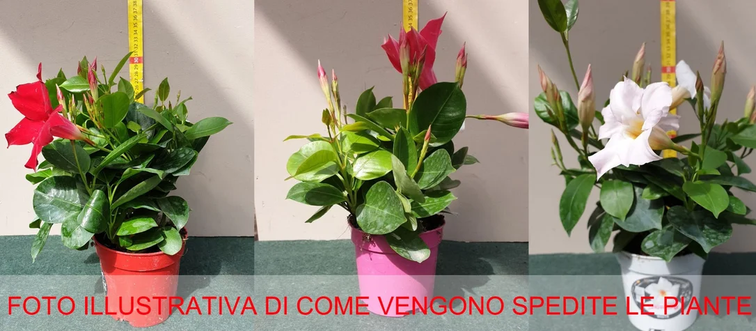 peragashop23584717