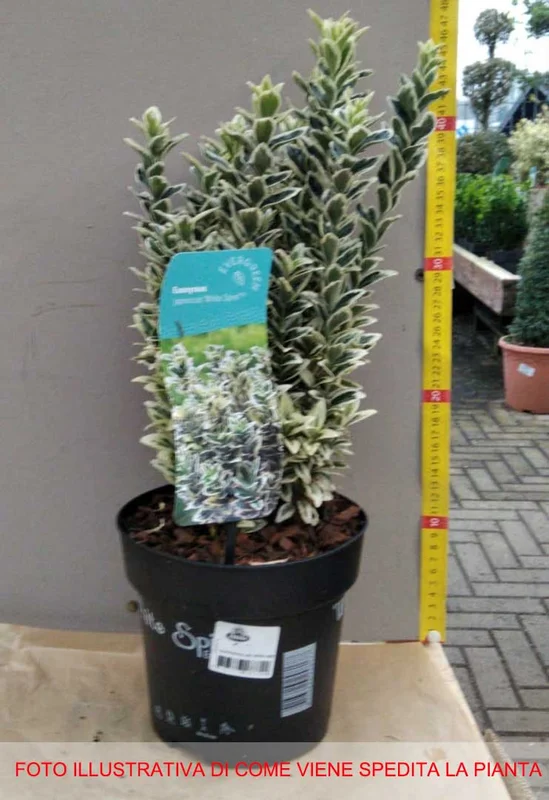 peragashop23586470