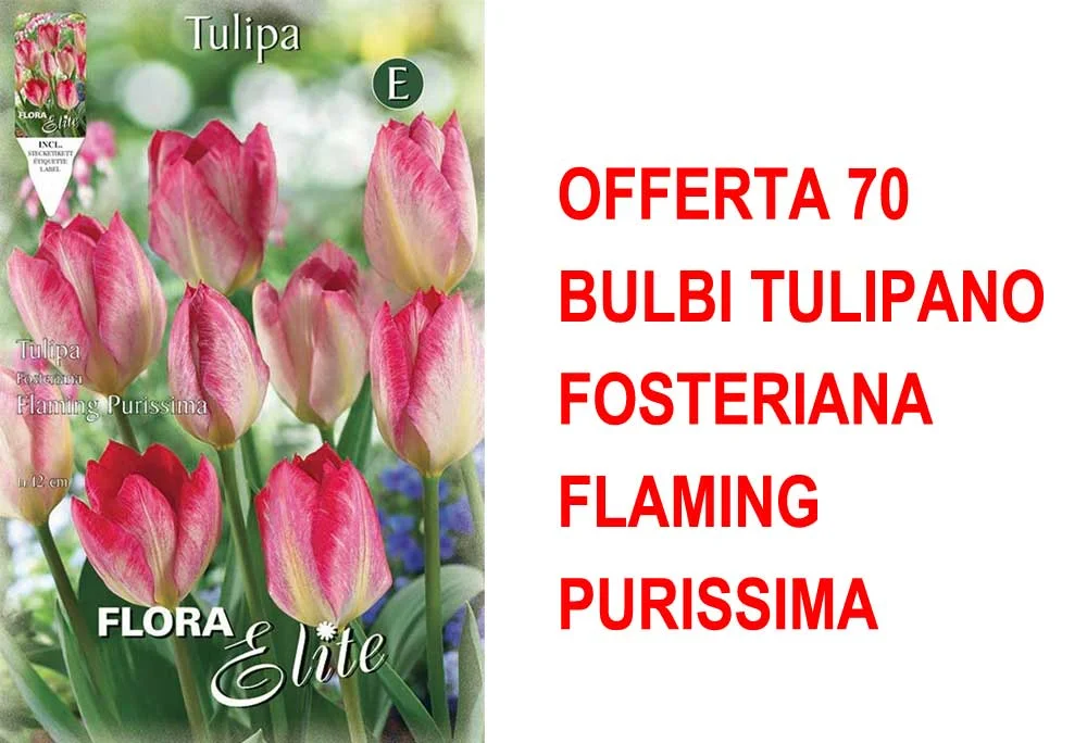 peragashop33449090