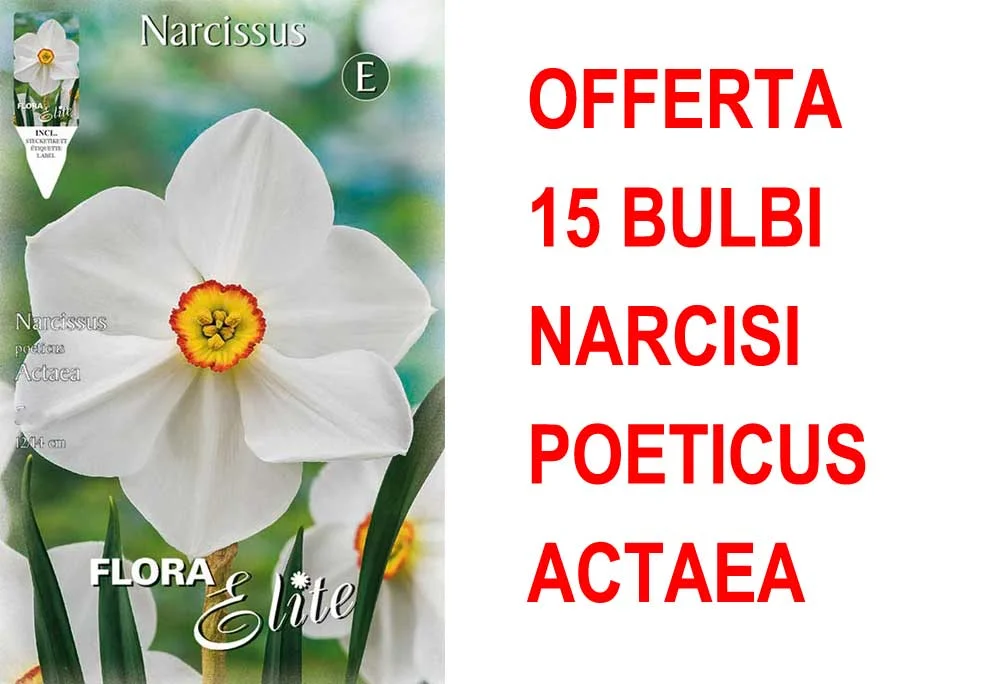 peragashop33483812