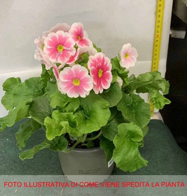 peragashop33484945