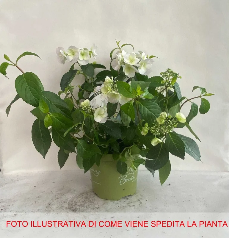 peragashop33535166