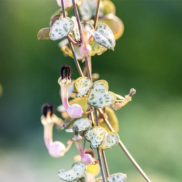 peragashop33535837