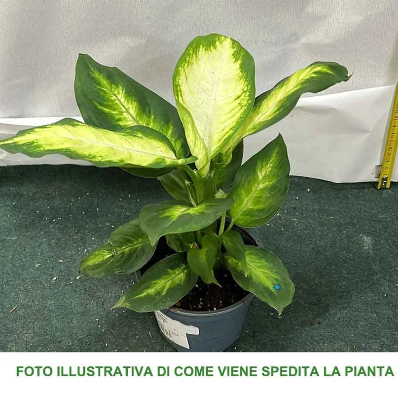 peragashop33593643