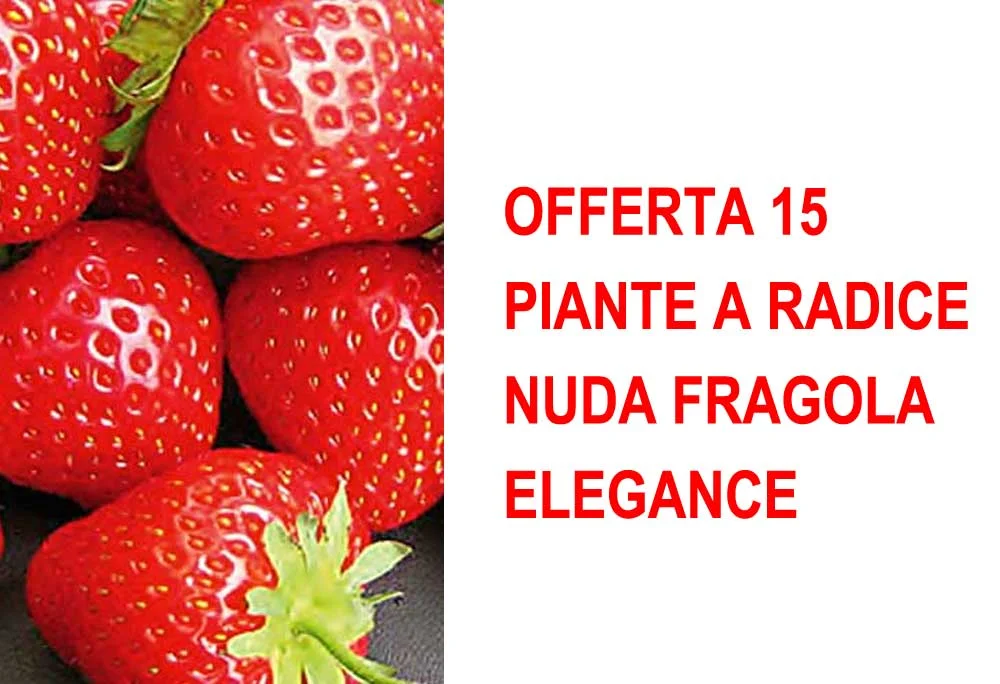 peragashop33774636