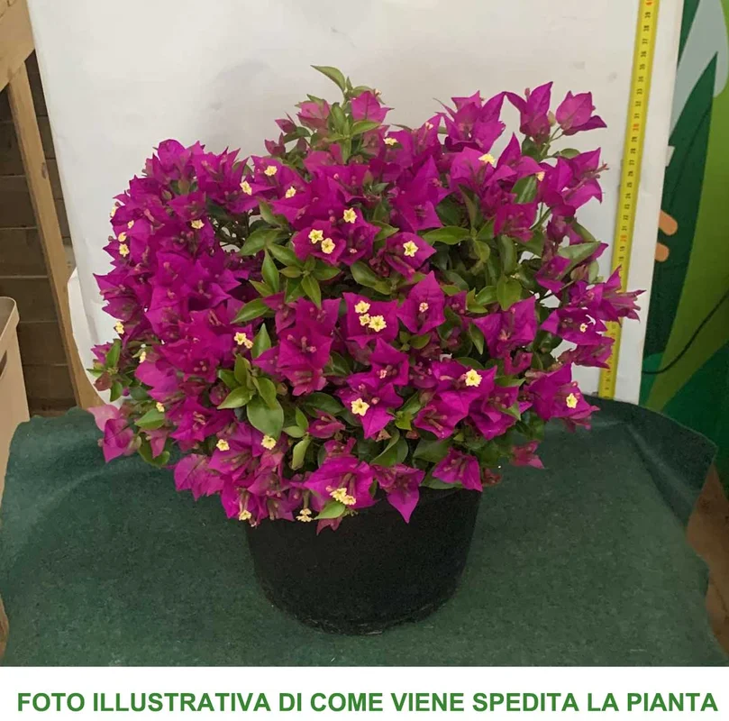 peragashop33800691