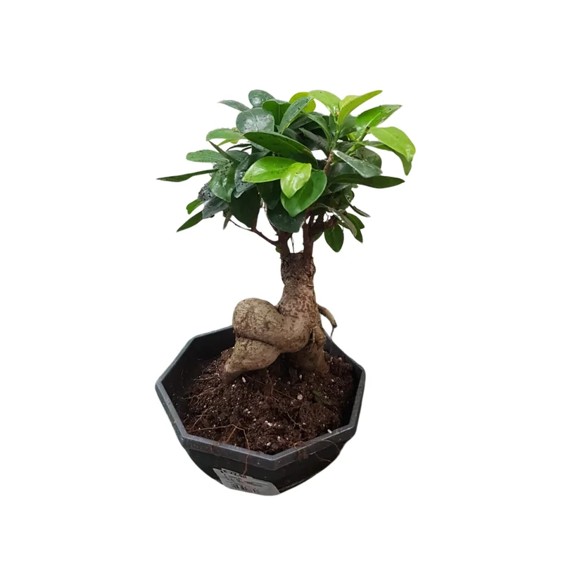 peragashop43480327